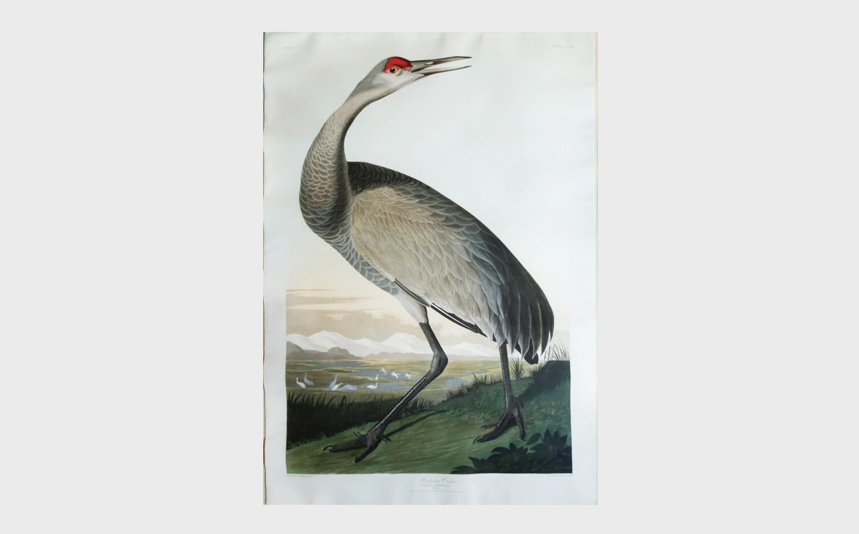 _Audubon-Aquatint,-Hooping-Crane- Audubon Aquatint, Hooping Crane